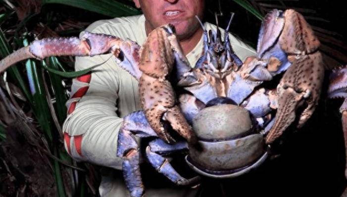 捕杀海鸟的“巨蟹”被它夹一下很可能重伤麻将胡了试玩模拟器能徒手开椰子壳上树(图7)