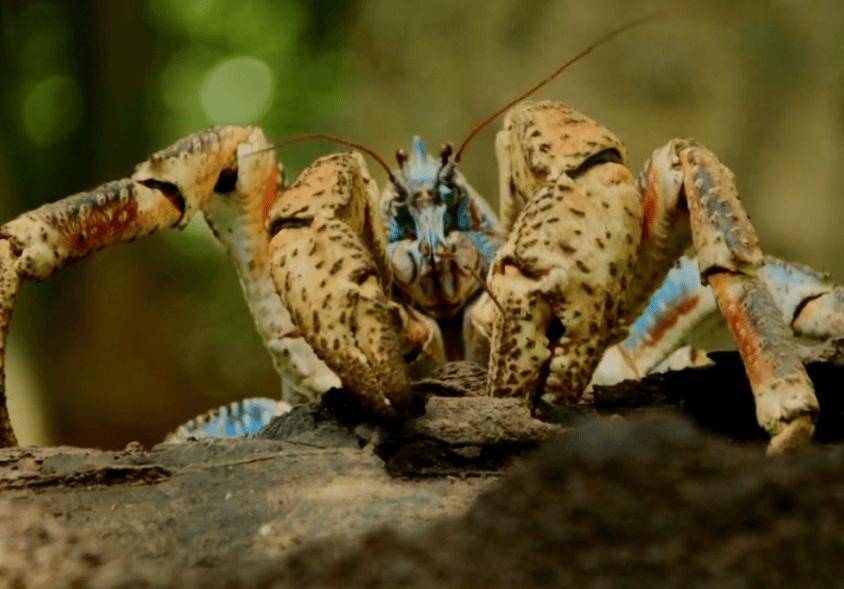 捕杀海鸟的“巨蟹”被它夹一下很可能重伤麻将胡了试玩模拟器能徒手开椰子壳上树(图9)