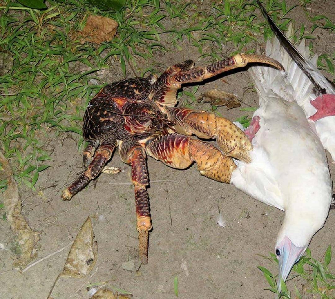 捕杀海鸟的“巨蟹”被它夹一下很可能重伤麻将胡了试玩模拟器能徒手开椰子壳上树(图13)